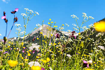 Kruidenreizen in zuid Tirol