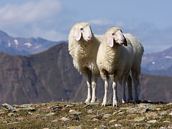 Schapen op de alm